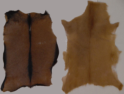 Шкура козы SHEV